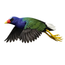 Purple Gallinule, in flight