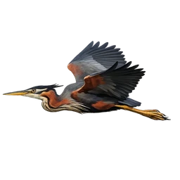 Purple Heron, in flight