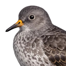 Purple Sandpiper, profile