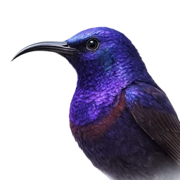 Purple Sunbird, profile