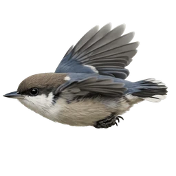 Pygmy Nuthatch, in flight