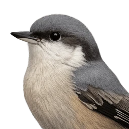 Pygmy Nuthatch, profile
