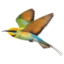 Rainbow Bee-eater, in flight