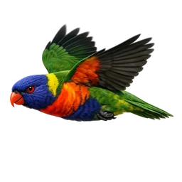 Rainbow Lorikeet, in flight