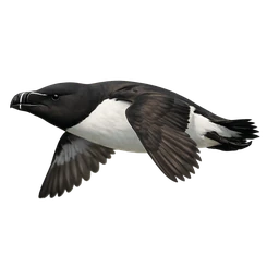 Razorbill, in flight