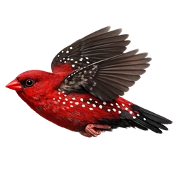 Red Avadavat, in flight