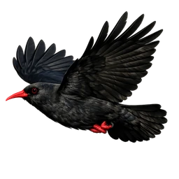 Red-billed Chough, in flight