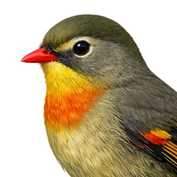 Red-billed Leiothrix, profile