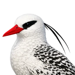 Red-billed Tropicbird, profile