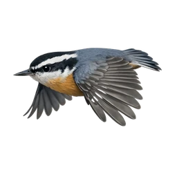 Red-breasted Nuthatch, in flight