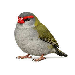 Red-browed Finch, a common bird in Roost
