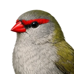 Red-browed Finch, profile