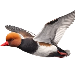 Red-crested Pochard, in flight