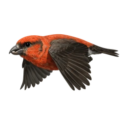 Red Crossbill, in flight