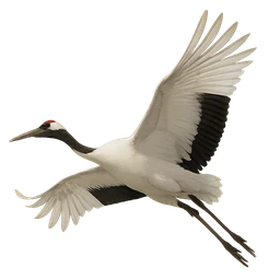 Red-crowned Crane, in flight