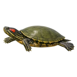 Red-eared Slider, in flight