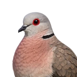 Red-eyed Dove, profile