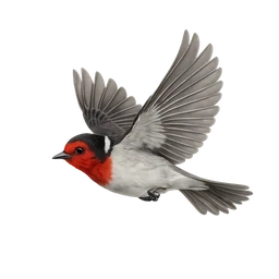 Red-faced Warbler, in flight