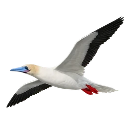 Red-footed Booby, in flight