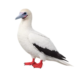 Red-footed Booby, a uncommon bird in Roost