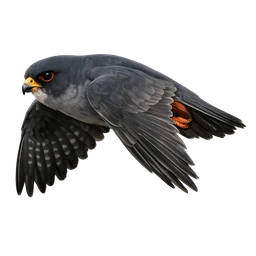 Red-footed Falcon, in flight
