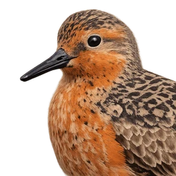 Red Knot, profile