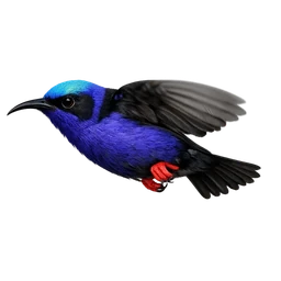 Red-legged Honeycreeper, in flight