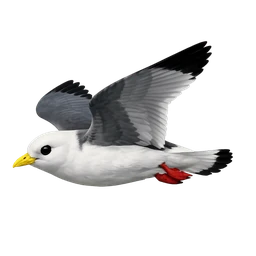 Red-legged Kittiwake, in flight