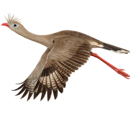 Red-legged Seriema, in flight