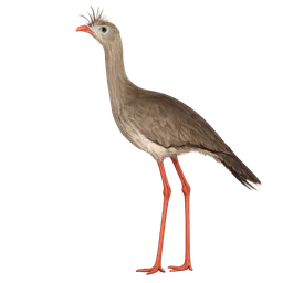 Red-legged Seriema, a uncommon bird in Roost