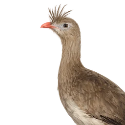 Red-legged Seriema, profile