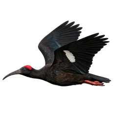 Red-naped Ibis, in flight