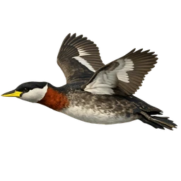 Red-necked Grebe, in flight