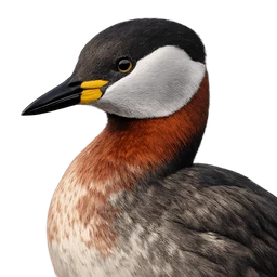 Red-necked Grebe, profile