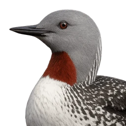 Red-throated Loon, profile