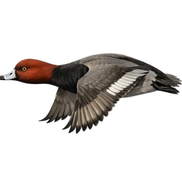 Redhead, in flight