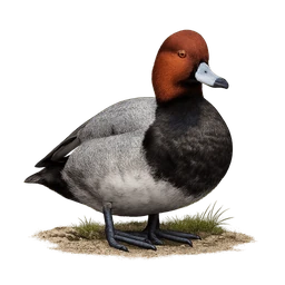 Redhead, a uncommon bird in Roost