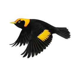 Regent Bowerbird, in flight