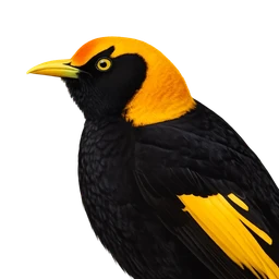 Regent Bowerbird, profile