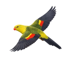 Regent Parrot, in flight