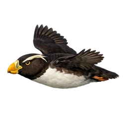 Rhinoceros Auklet, in flight
