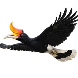Rhinoceros Hornbill, in flight
