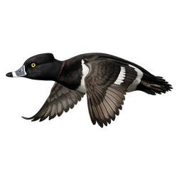 Ring-necked Duck, in flight
