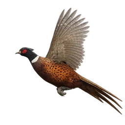 Ring-necked Pheasant, in flight