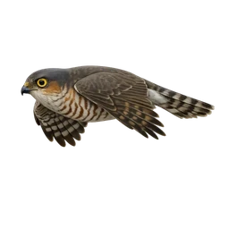 Roadside Hawk, in flight
