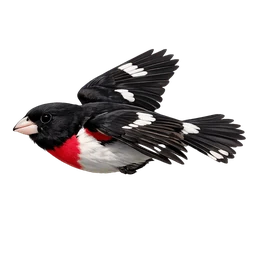 Rose-breasted Grosbeak, in flight