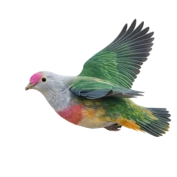 Rose-crowned Fruit-Dove, in flight