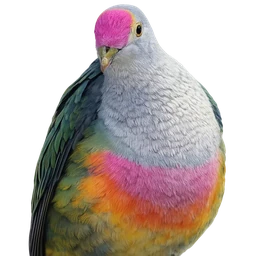 Rose-crowned Fruit-Dove, profile