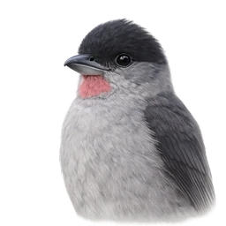 Rose-throated Becard, profile