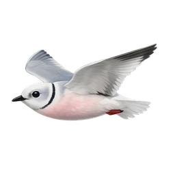Ross's Gull, in flight